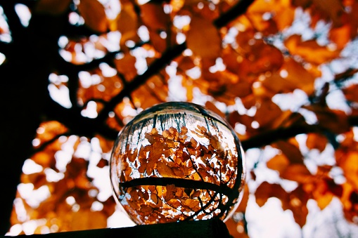 Crystal ball lies in autumn forest. Protect nature and environmental problems