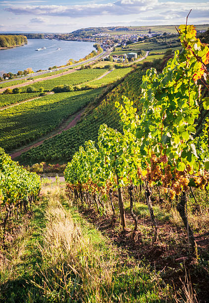 Summery vineyard at the Rhine Sunny vineyard at the Rhine near Nierstein and Oppenheim. Toned picture. nierstein stock pictures, royalty-free photos & images