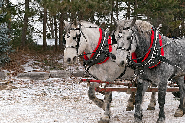 pferde - horse shire horse working dapple gray stock-fotos und bilder