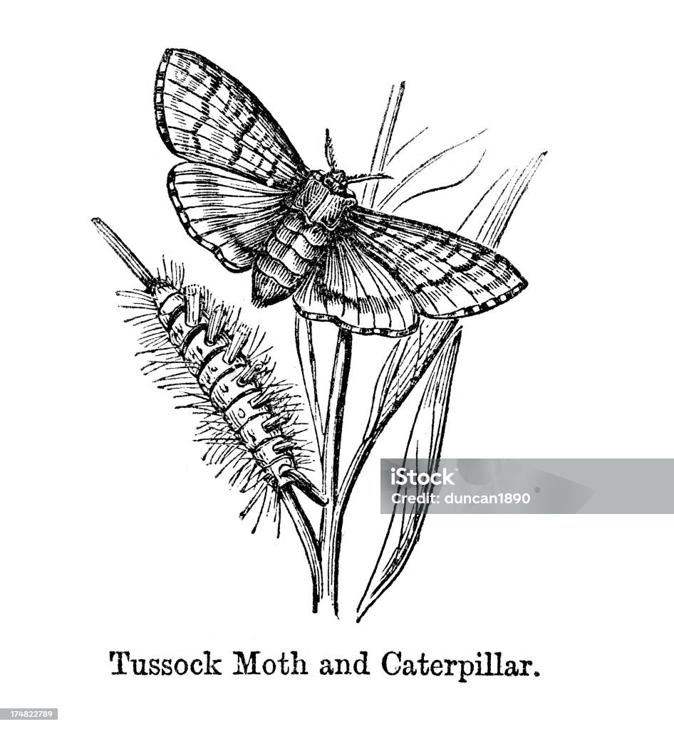 Tussock e Lagarta de mariposa - Royalty-free Animal Ilustração de stock