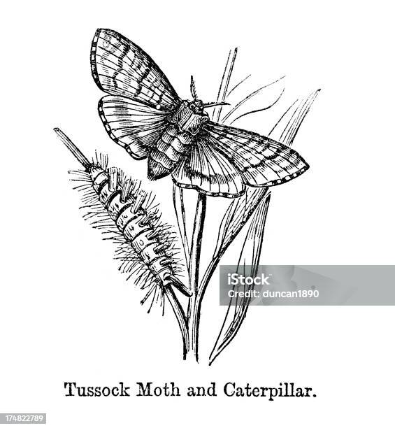 Tussock E Lagarta De Mariposa - Arte vetorial de stock e mais imagens de Animal - Animal, Antigo, Antiguidade