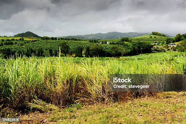 Foto de Interior Na Martinica e mais fotos de stock de Martinica - Martinica, Cana-de-açúcar, Bananeira