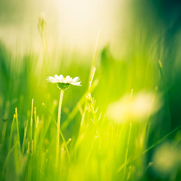 istock beauty in nature 174823072