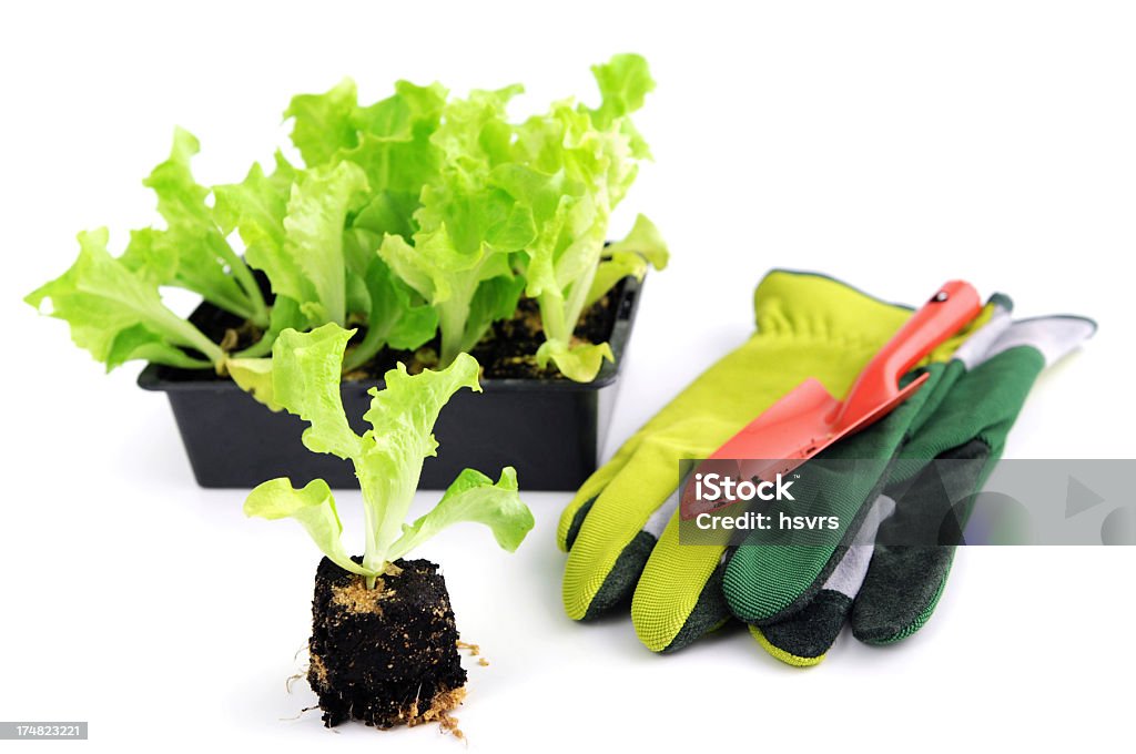 Piantina di Lollo Bionda della Salat con guanti da giardino - Foto stock royalty-free di Agricoltura