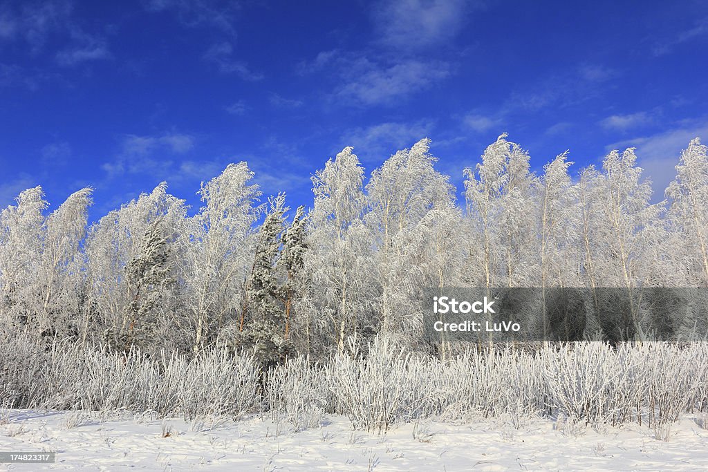 Winterbäume - Lizenzfrei Baum Stock-Foto