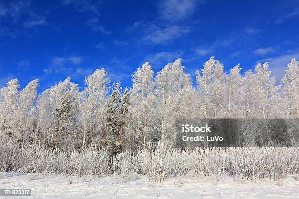 Winterbäume Stockfoto und mehr Bilder von Baum - Baum, Birke, Fotografie