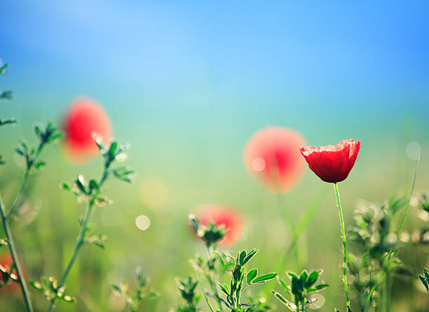 мак поле - field poppy single flower flower стоковые фото и изображения