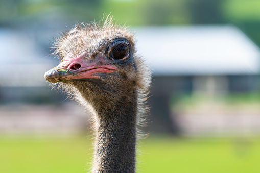 Ostrich head with a blurred background in a zoo