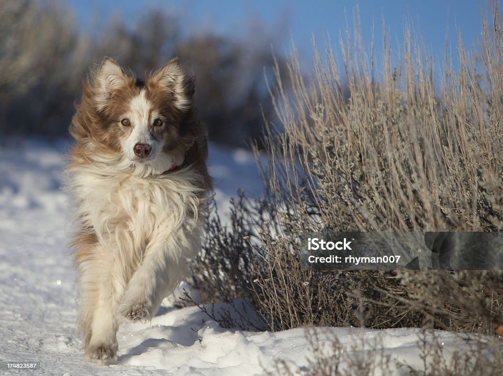 Australischer Shepard Rennen im Schnee - Lizenzfrei Aktivitäten und Sport Stock-Foto