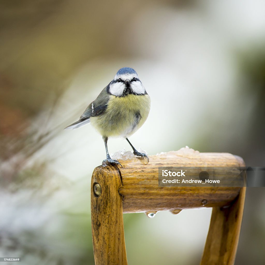 블루 박새 (Cyanistes caeruleus) - 로열티 프리 새 스톡 사진