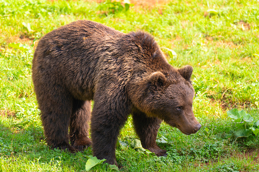 A full-body shot of an Eurasian Brown Bear (ursus arctos arctos), standing on a green clearing next in the forest.\n\nLocation: Hargita Mountains, Carpathians, Transylvania, Romania.