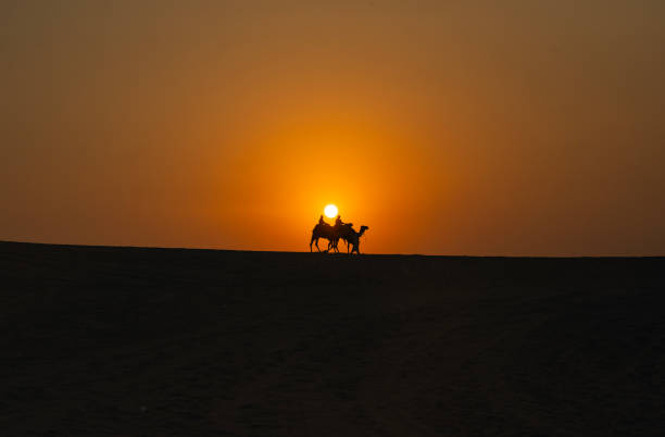 도하 사막의 일몰 낙타 캐러밴 사진, 도하 카타르 - dubai united arab emirates traditional culture camel 뉴스 사진 이미지