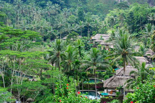 Jungle Villas