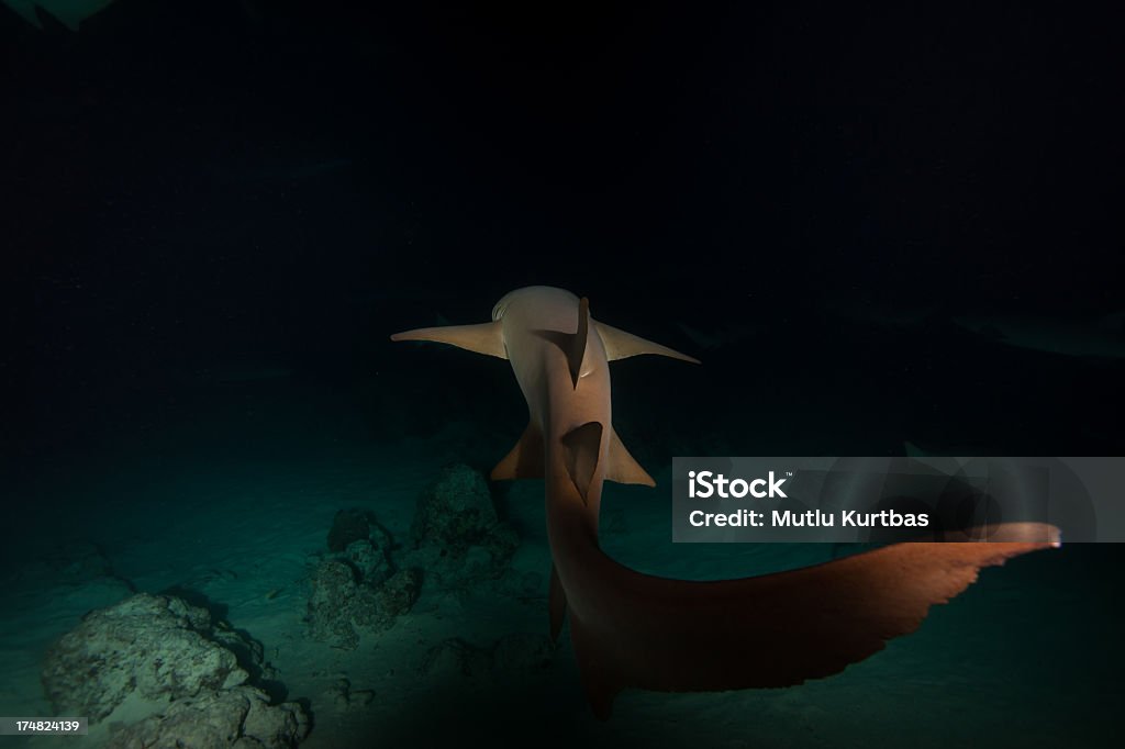 Ночь акула - Стоковые фото Акула роялти-фри