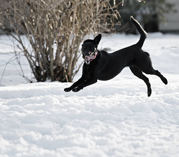 crazy cara del salto del perro en la nieve - isweather2013 fotografías e imágenes de stock