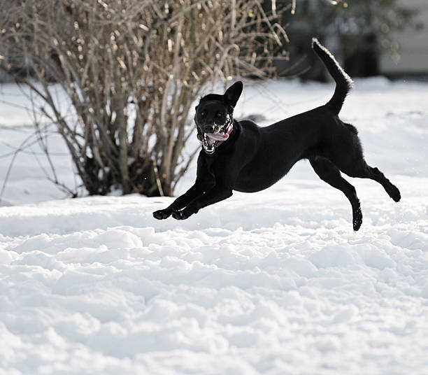 faccia divertente cane i salti da neve - isweather2013 foto e immagini stock