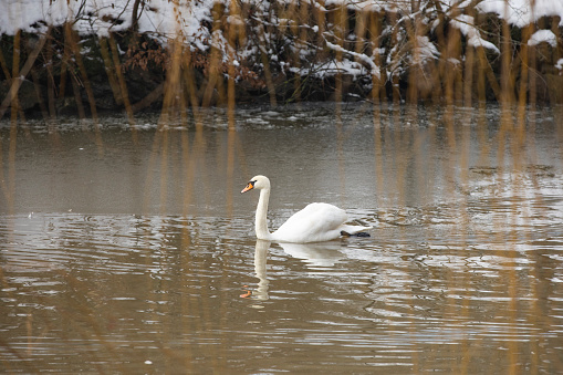 White Swans in the Ataturk Arboretum Lake Winter Season Photo, Bahcekoy Sariyer, Istanbul Turkey (Turkiye)