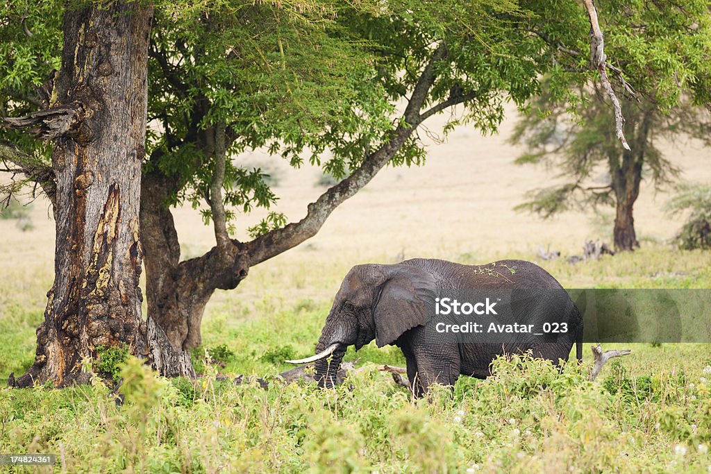 Elefante - Royalty-free Andar Foto de stock