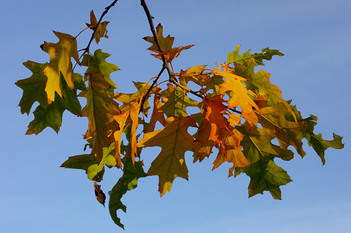 Yellow-green oak leaves on a tree in autumn, Crimea