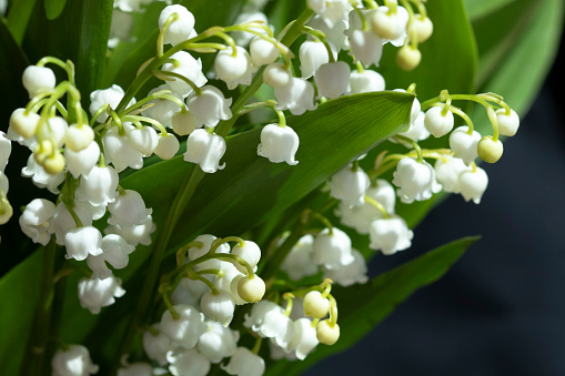 Bouquet of Lilies of the Valley isolated on dim background.