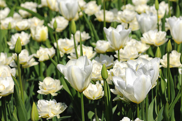 aiuola di primavera tulipani in bianco. - star tulip foto e immagini stock