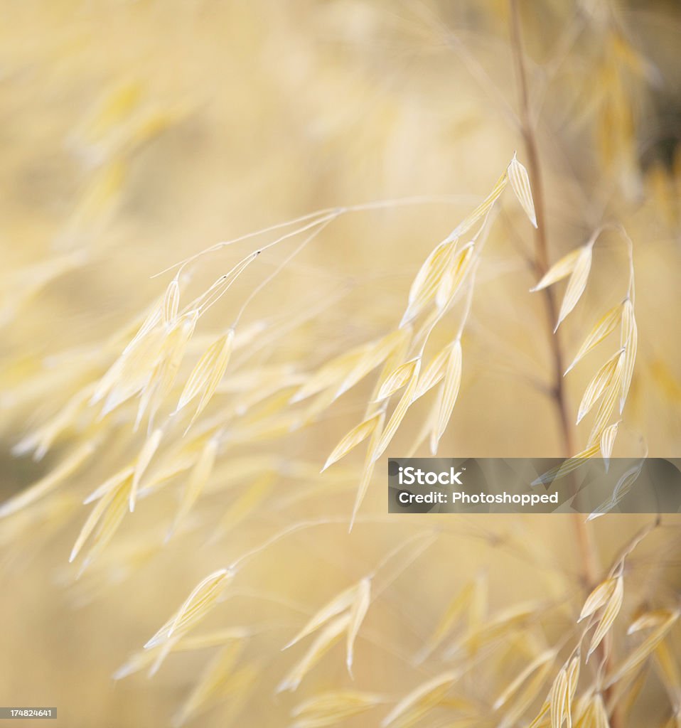 Stipa gigantea-Golden avoine Herbe ornementale. - Photo de Or - Couleur libre de droits