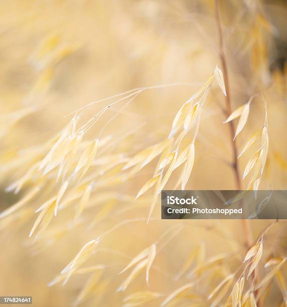 Stipa Giganteaзолотой Хлопьев Декоративный Злак — стоковые фотографии и другие картинки Золотой - Золотой, Без людей, Вертикальный