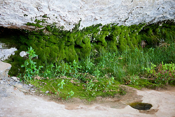 Moss texture, background with copy space
