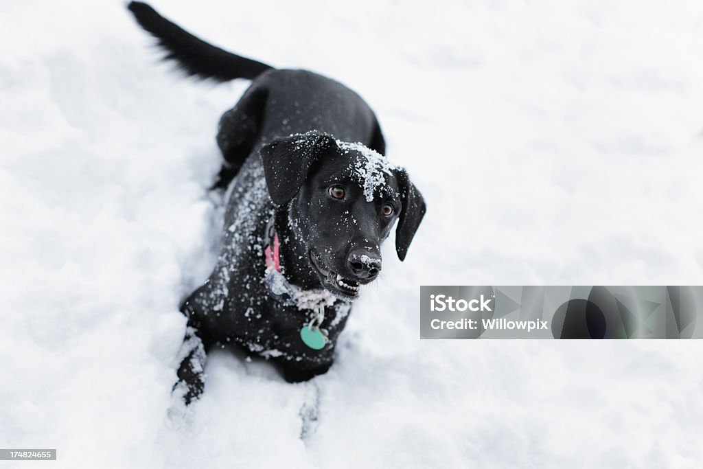 Dispuesto negro Perro en la nieve - Foto de stock de Acostado libre de derechos