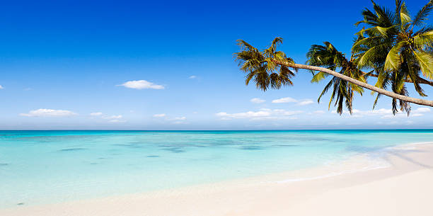 Panoramic view of beautiful idyllic tropical beach paradise with calm sea and palm trees