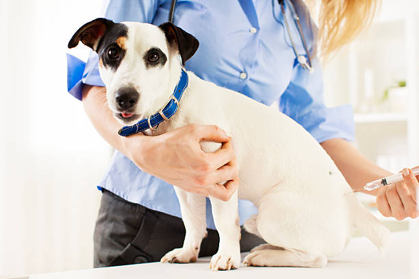 istock Smiling Vet Giving Vaccine To Dog. 174825042