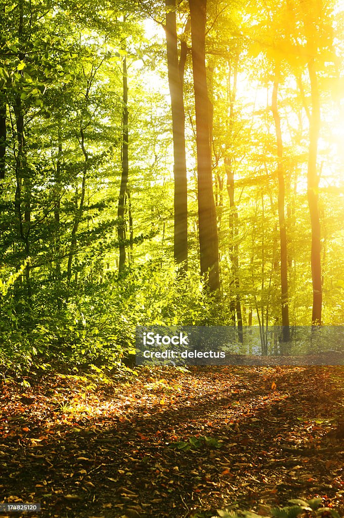 Sonne im Buche forest - Lizenzfrei Baum Stock-Foto