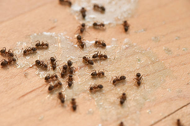 istock ants on floor eating poison 174825298