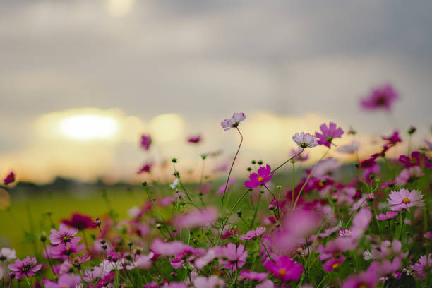 istock Beautiful cosmos flowers blooming in Chiba 1748252980