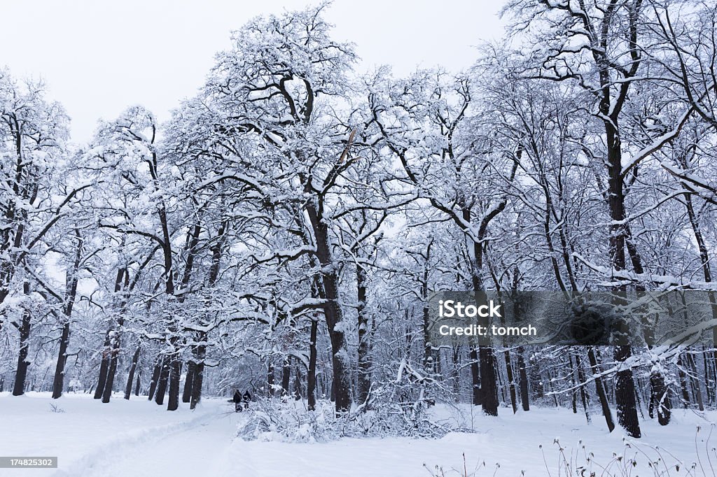 Winter oak forest - Lizenzfrei Baum Stock-Foto