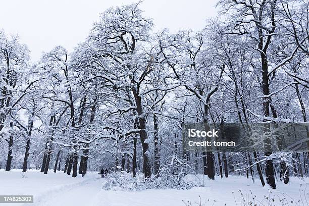 Photo libre de droit de Hiver Oak Forest banque d'images et plus d'images libres de droit de Arbre - Arbre, Beauté, Beauté de la nature