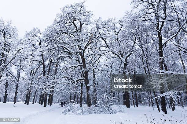 Carvalho Floresta De Inverno - Fotografias de stock e mais imagens de A nevar - A nevar, Ajardinado, Ao Ar Livre
