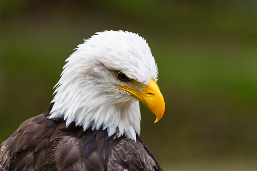 American bald eagle head with a blurred background in a zoo