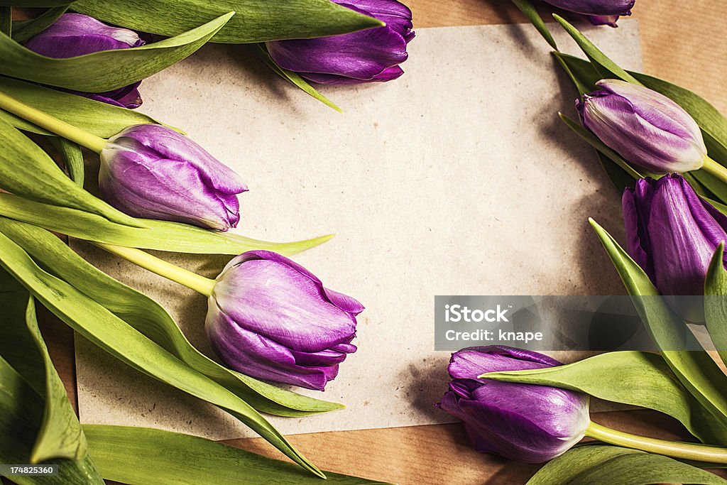 Tulipanes de primavera - Foto de stock de Arreglo libre de derechos
