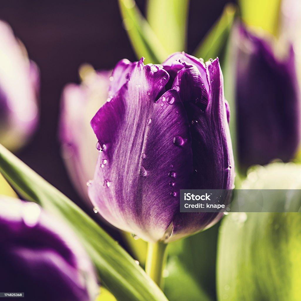 Primavera tulipani - Foto stock royalty-free di Acqua