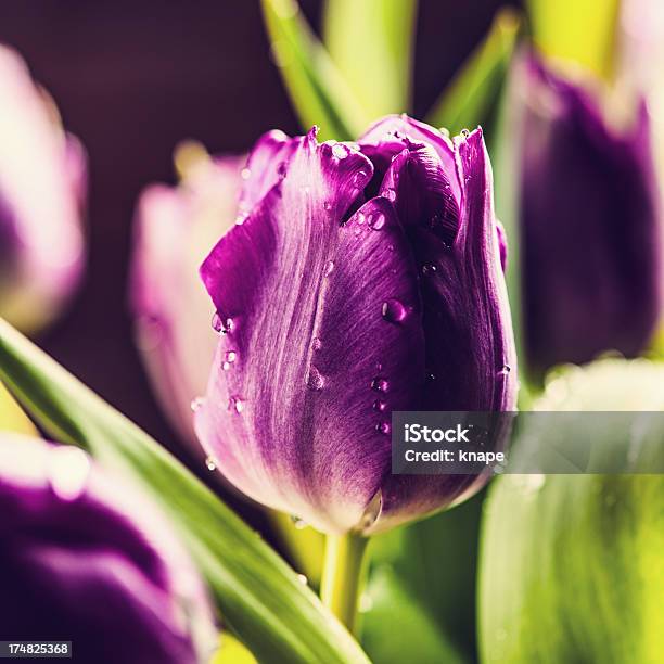 Primavera Tulipani - Fotografie stock e altre immagini di Acqua - Acqua, Ambientazione interna, Bellezza