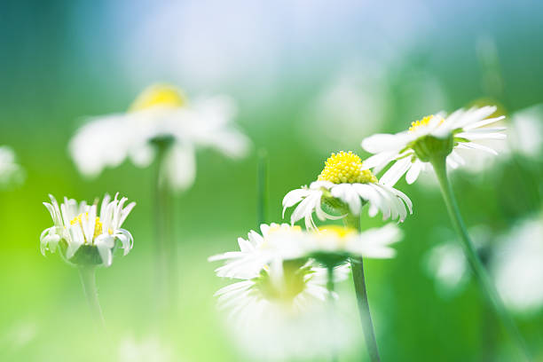 gänseblümchen, nahaufnahme - wildflower spring close up daisy stock-fotos und bilder