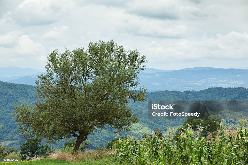 Árvore na natureza - Foto de stock de Agricultura royalty-free