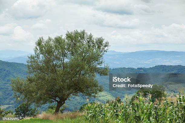 Foto de Árvore Na Natureza e mais fotos de stock de Agricultura - Agricultura, Ajardinado, Antigo