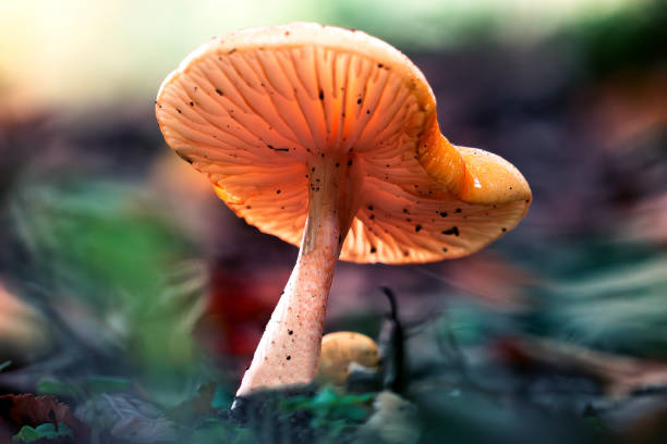 istock Macro photo of mushroom 1748257330