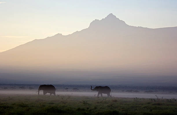 Elephants at dawn "Two elephants against dawn mist and the backdrop of the Mawenzi peak of Kilimanjaro - Amboseli national park, Kenya" mawenzi stock pictures, royalty-free photos & images