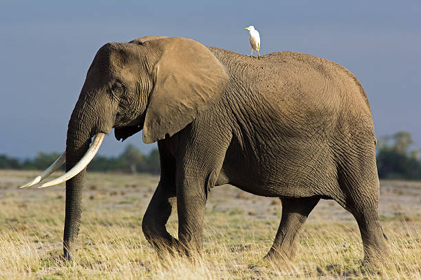 Elephant and egrit "Cattle egrit resting on an old African elephant aa Amboseli national park, Kenya" bubulcus ibis stock pictures, royalty-free photos & images