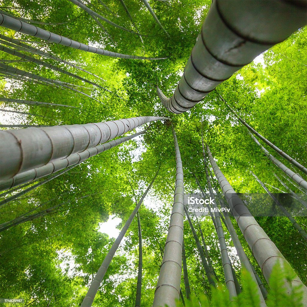 bambus - Zbiór zdjęć royalty-free (Bambus - Wiechlinowate)