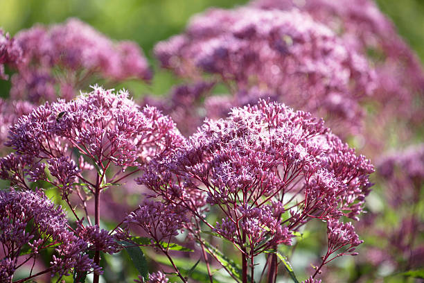 Cerca de Joe-Pye algodoncillo flor (Eupatorium purpureum). - foto de stock