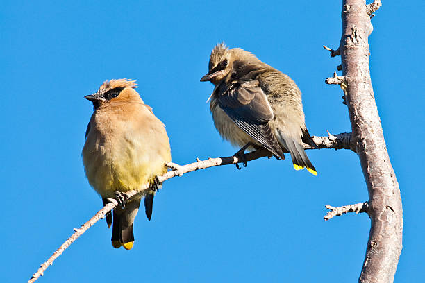 Adult Cedar Waxwing With Juvenile The Cedar Waxwing (Bombycilla cedrorum) is a medium sized, mostly brown, gray, and yellow bird named for its wax-like wing tips. It has a distinctive crest on its head and a black eye mask. The waxwing's diet includes cedar cones, fruit, and insects. Some favorite foods include the fruit of Indian Plum and Mountain Ash trees. These Cedar Waxwings were photographed in Crater Lake National Park, Oregon, USA. jeff goulden crater lake national park stock pictures, royalty-free photos & images